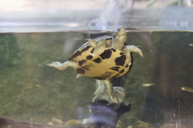 Swimming Indian turtle