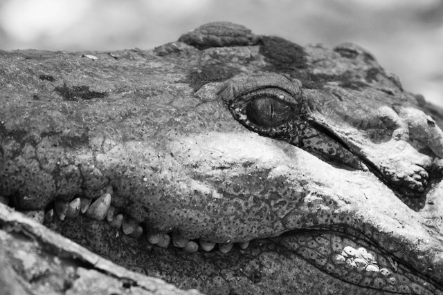 The eye of a crocodile