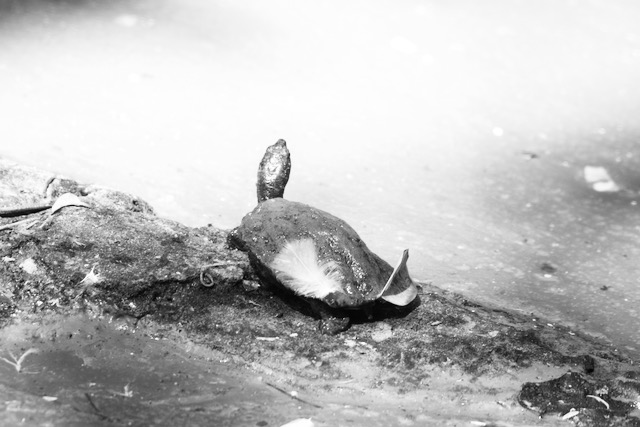 Turtle in a crocodile park in India