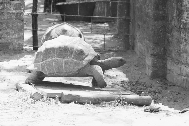 Turtle in a crocodile park in India