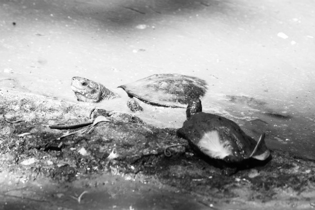 Turtles in a crocodile park in Tamil Nadu