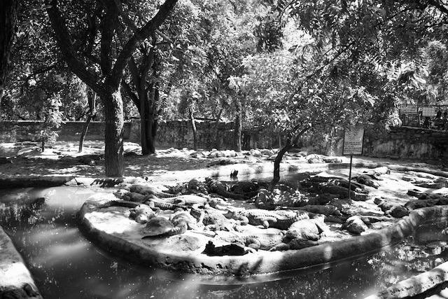 Turtles in a park in East India