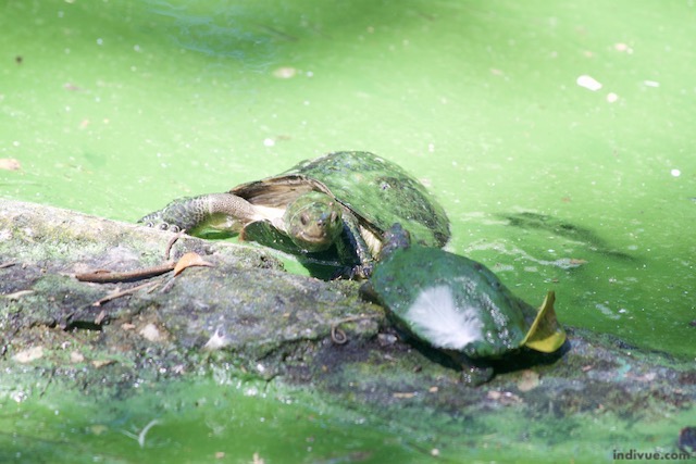 Turtles in an Indian zoo