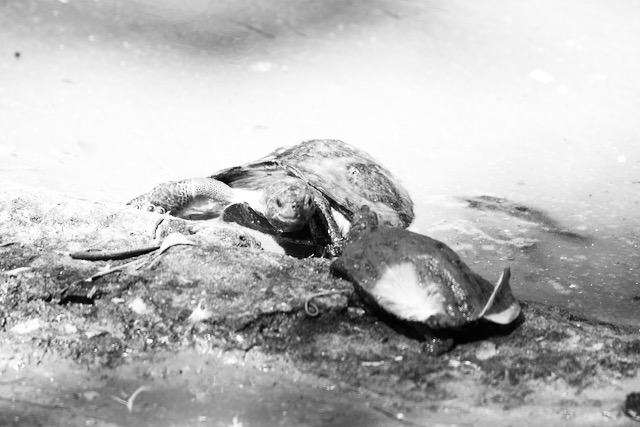 Turtles in Madras crocodile park