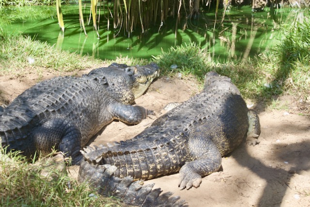 Two Indian crocodiles