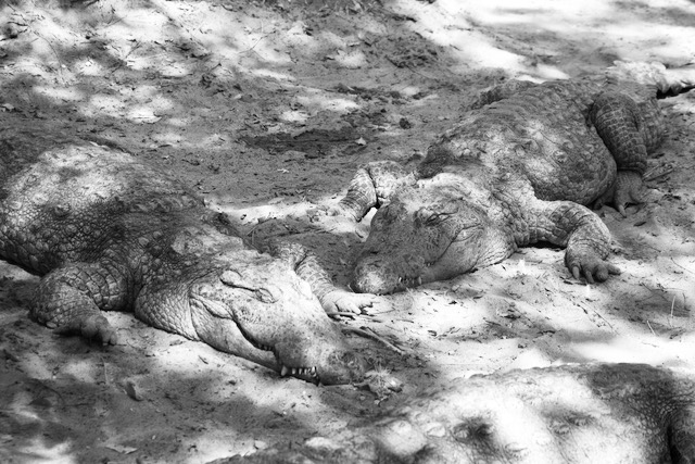 Two crocodiles resting