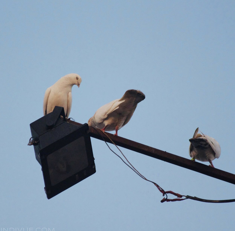 White pigeons in Delhi India sitting on a street lamp