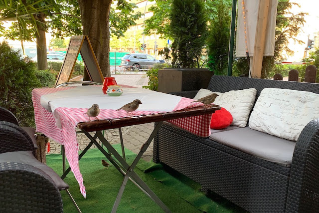 Sparrows in the terrace of Indian restaurant in Berlin