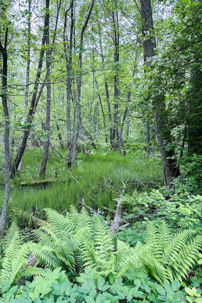 Vallisaari trees and nature in Helsinki