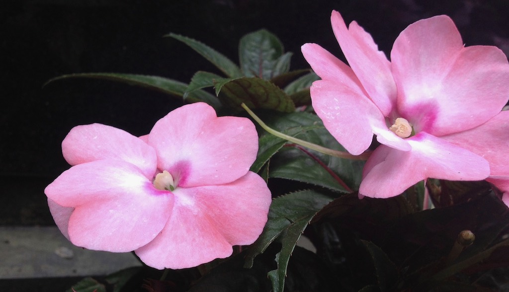 2 Indian pink flowers