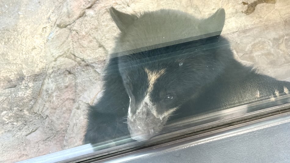 The new bear in Ähtäri Zoo, summer 2025