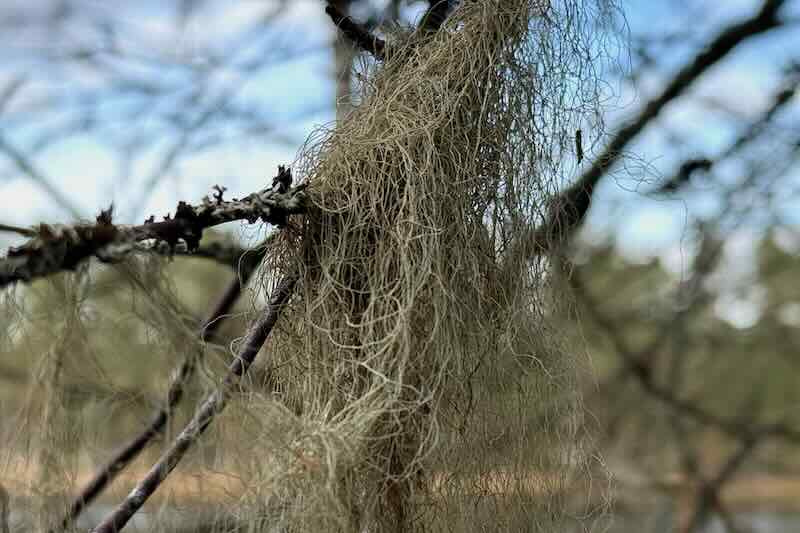 Beard lichen in the Ähtäri Zoo, Finland