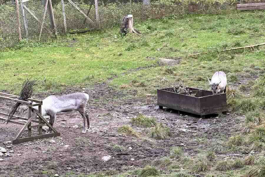 Reindeer in Ähtäri Zoo, Finland