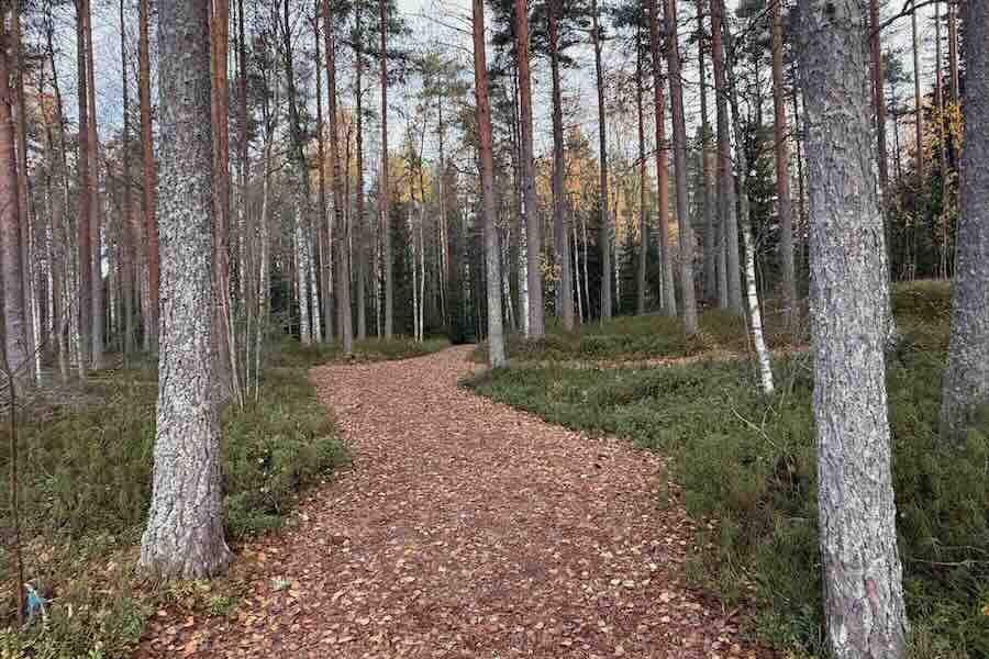 Road in the Forest at Ähtäri Zoo