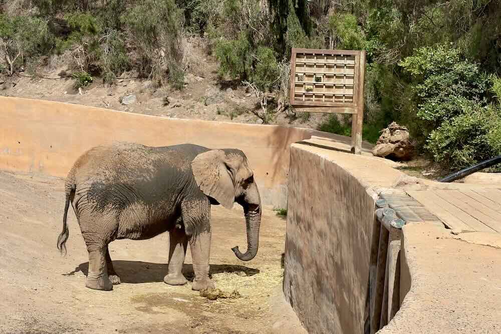 Elephant in the Oasis Wildlife Zoo