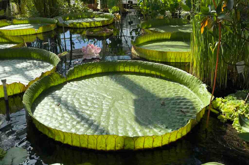 Helsinki Botanical Garden – A Peaceful Oasis in the Heart of Finland’s&nbsp;Capital