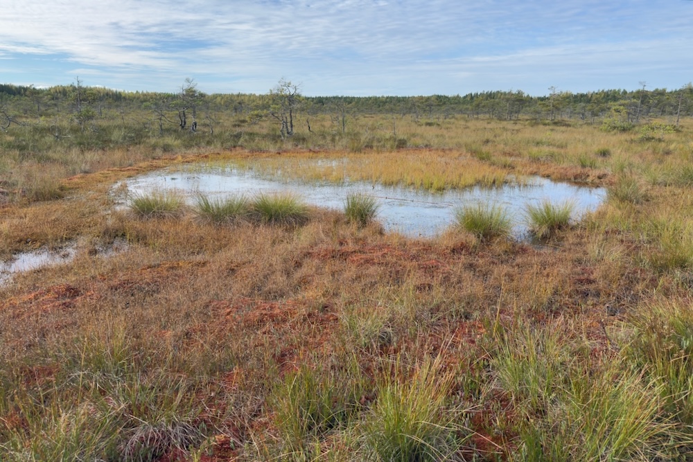 Mire in Valkmusa National Park in Finland